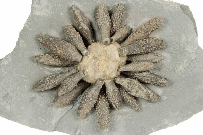 Jurassic Fossil Urchin (Reboulicidaris) - Amellago, Morocco #194841